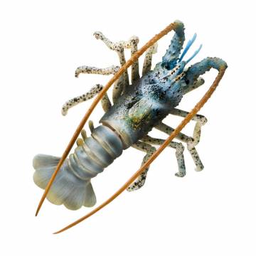 AQUATOP SD-LBSTRGR 4 Inch Aqua Spiny Lobster Decor