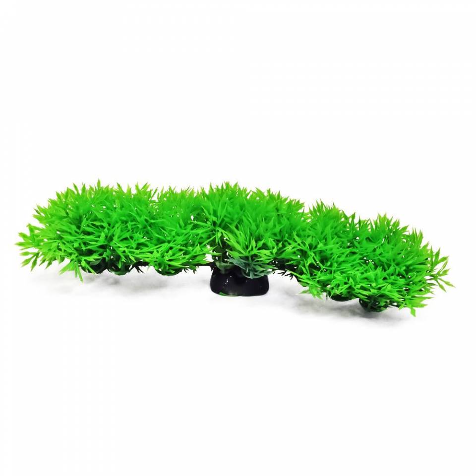 lavender plant for sale Lavender Superblue