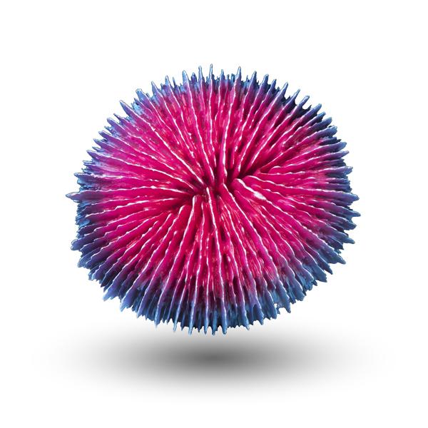 Multicolor Vibrant Coral Decor | Aquatop