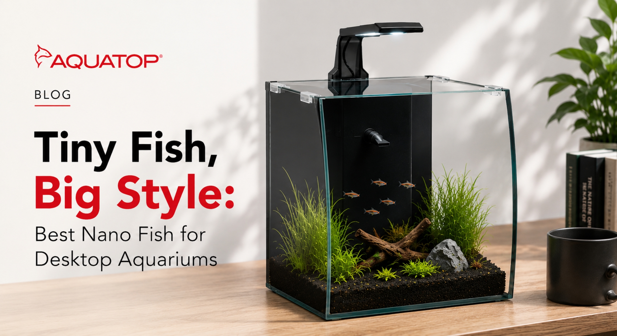 Tiny Fish, Big Style: Best Nano Fish for Desktop Aquariums